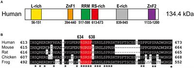 Alternative Splicing Regulator RBM20 and Cardiomyopathy